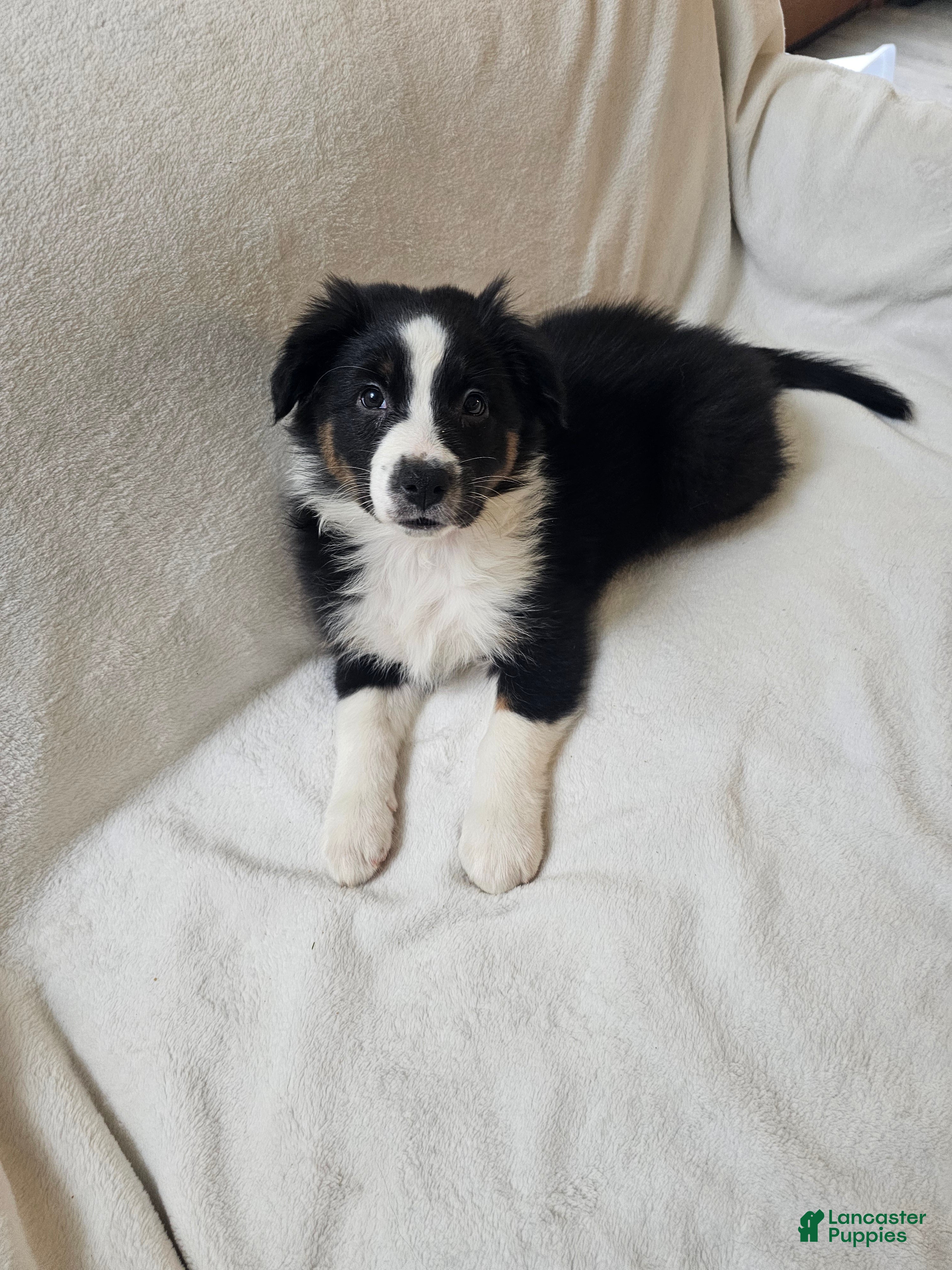 Australian Shepherd dogs Puzzle Piece - Ad 15