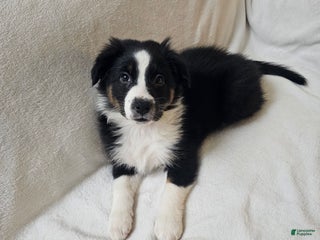 Australian Shepherd dogs Puzzle Piece - Ad 42