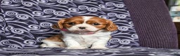 Cavalier King Charles Spaniel dogs for sale: Bonita - Ad 1