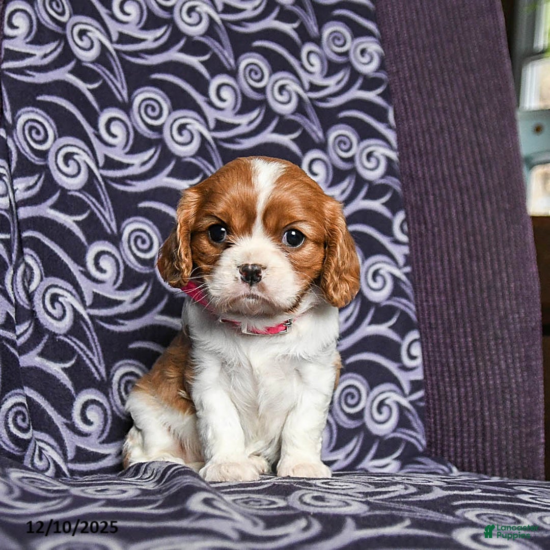 Cavalier King Charles Spaniel dogs for sale: Bonita - Ad 1