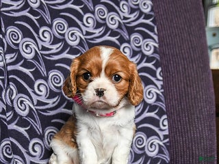 Cavalier King Charles Spaniel dogs Bonita - Ad 21