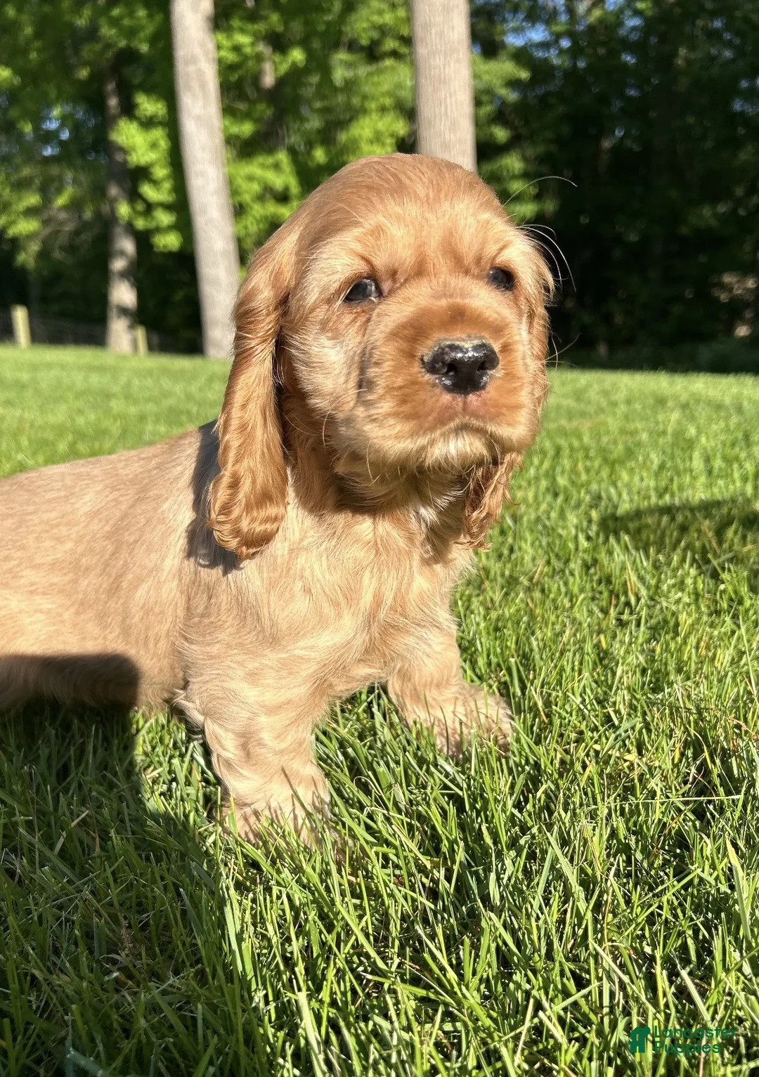 Cocker Spaniel dogs for sale: Gabriel - Ad 3
