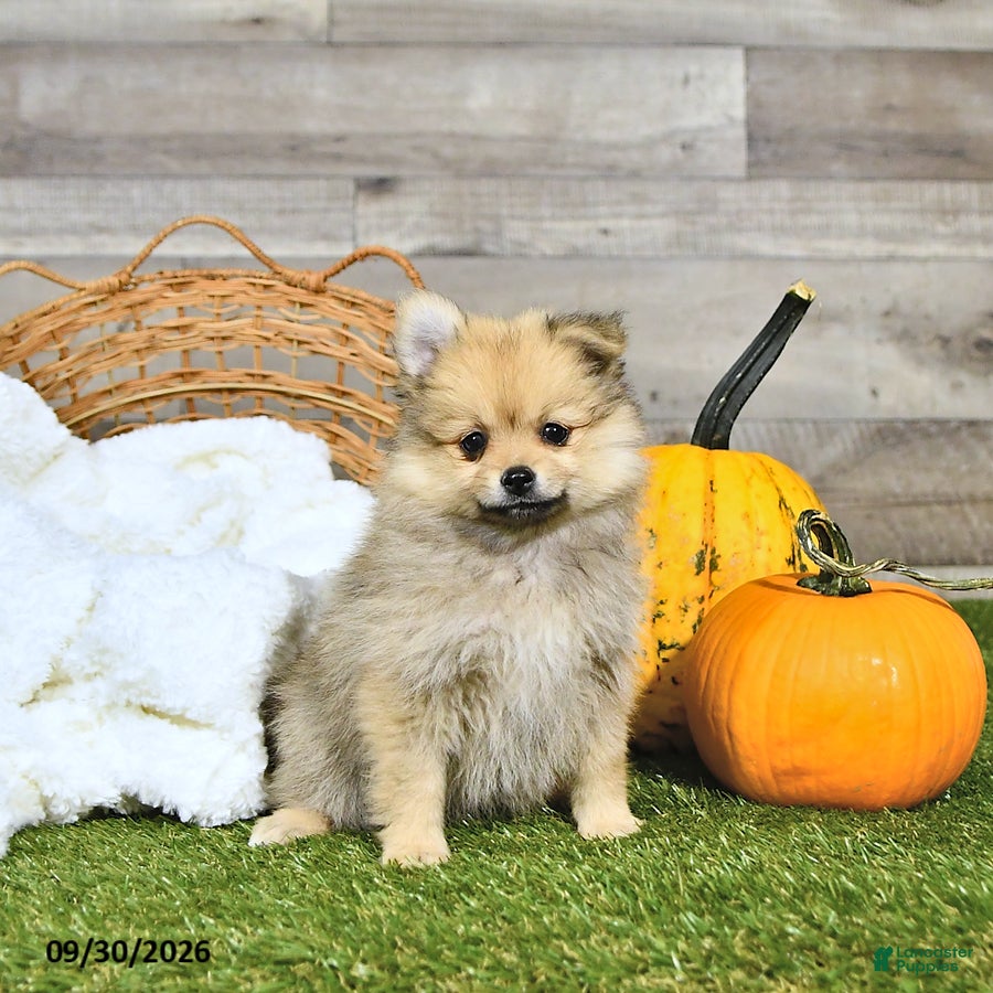 Nevada, Pomeranian