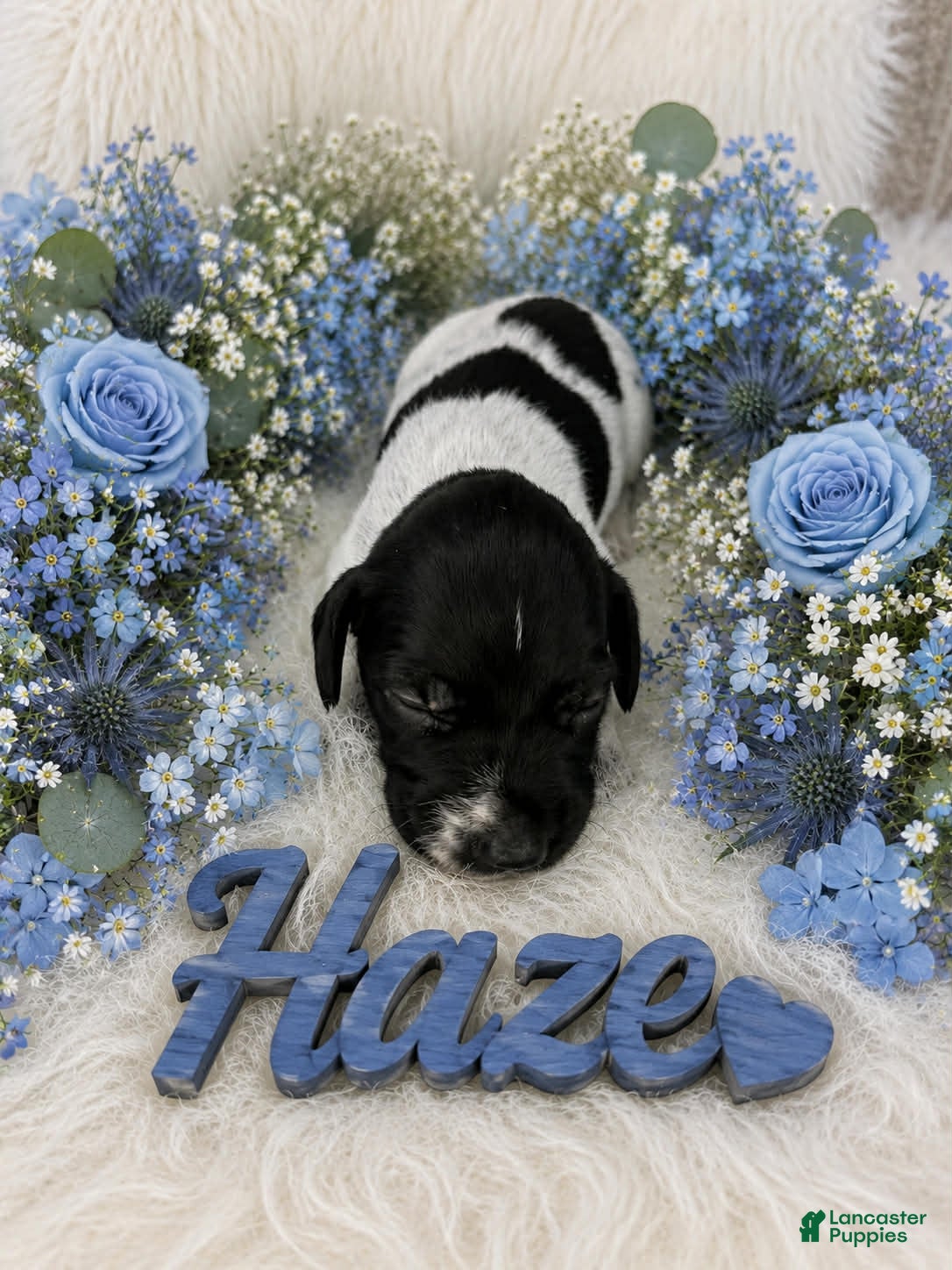 German Shorthaired Pointer dogs Haze - Ad 5