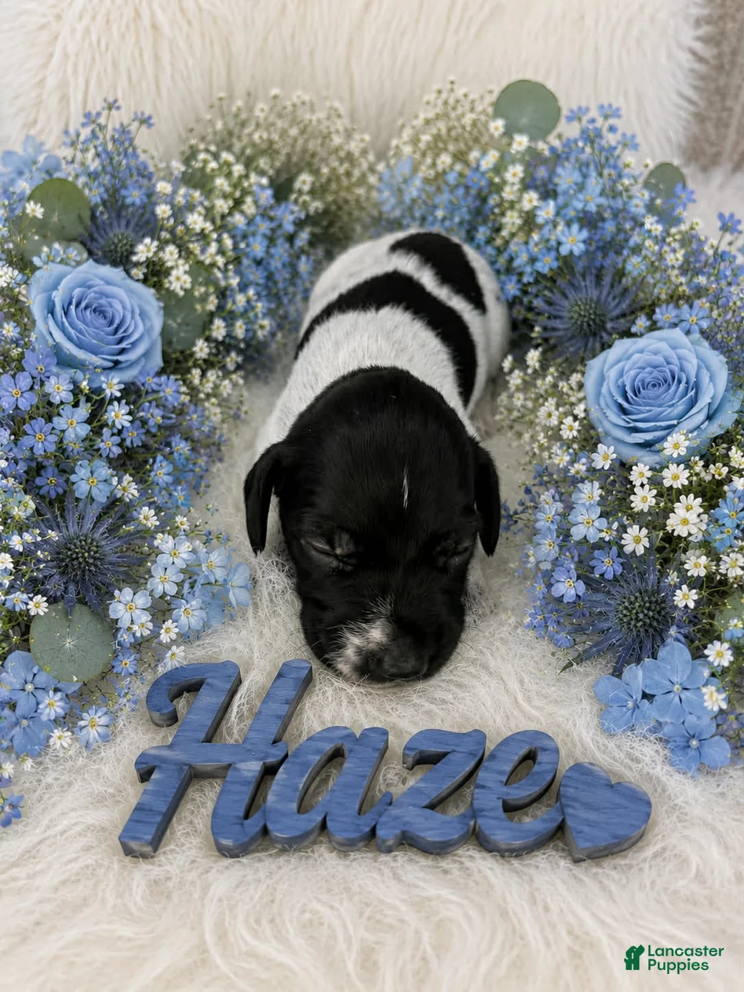 German Shorthaired Pointer dogs for sale: Haze - Ad 1
