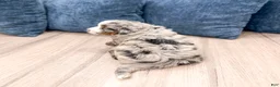 Mini Bernedoodle dogs for sale: Oscar - Ad 5