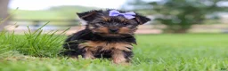 Yorkshire Terrier dogs for sale: Chloe - Ad 4