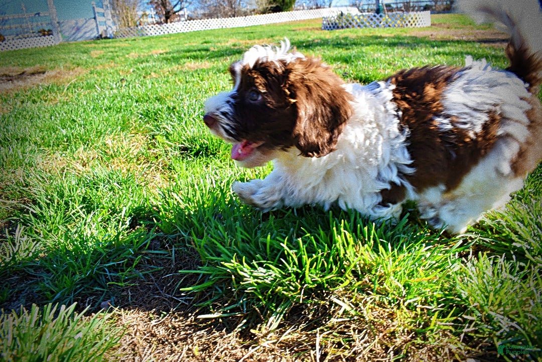 Havapoo dogs for sale: Rocky - Ad 18