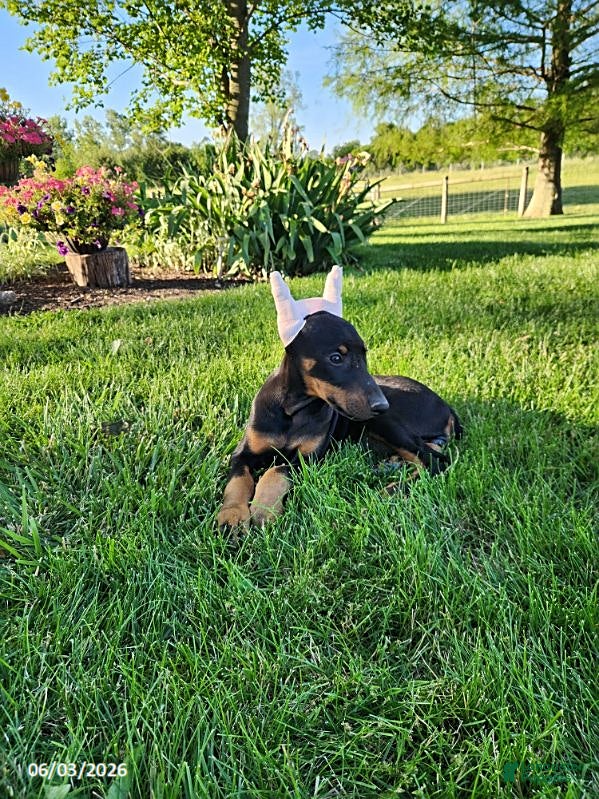 Doberman Pinscher dogs for sale: Roxie - Ad 2