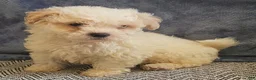 Mixed Breed dogs for sale: Ray - Ad 4