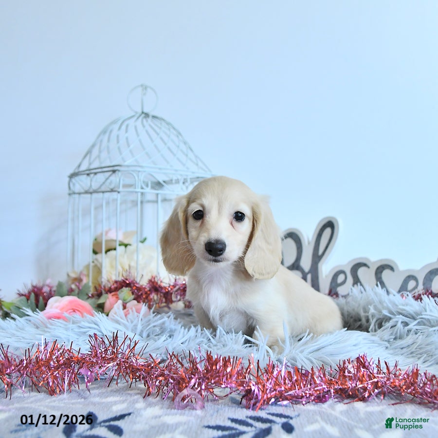 Miniature Dachshund dogs Elise - Ad 27