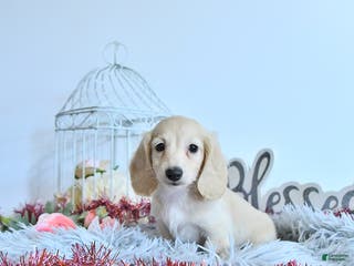 Miniature Dachshund dogs Elise - Ad 8