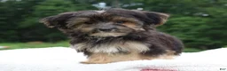 Morkie dogs for sale: Charm - Ad 3