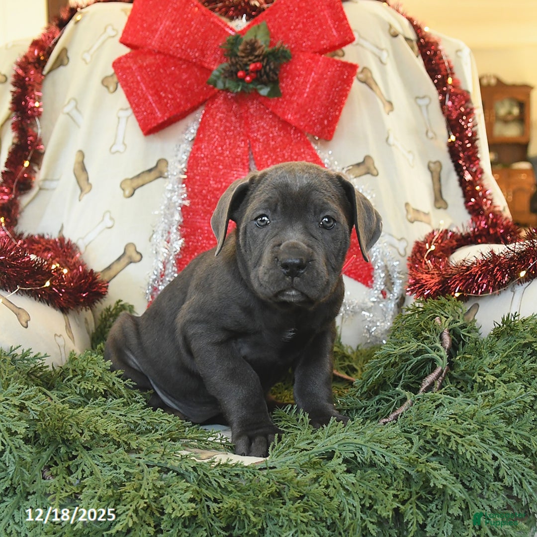 Cane Corso dogs for sale: Paris  - Ad 3