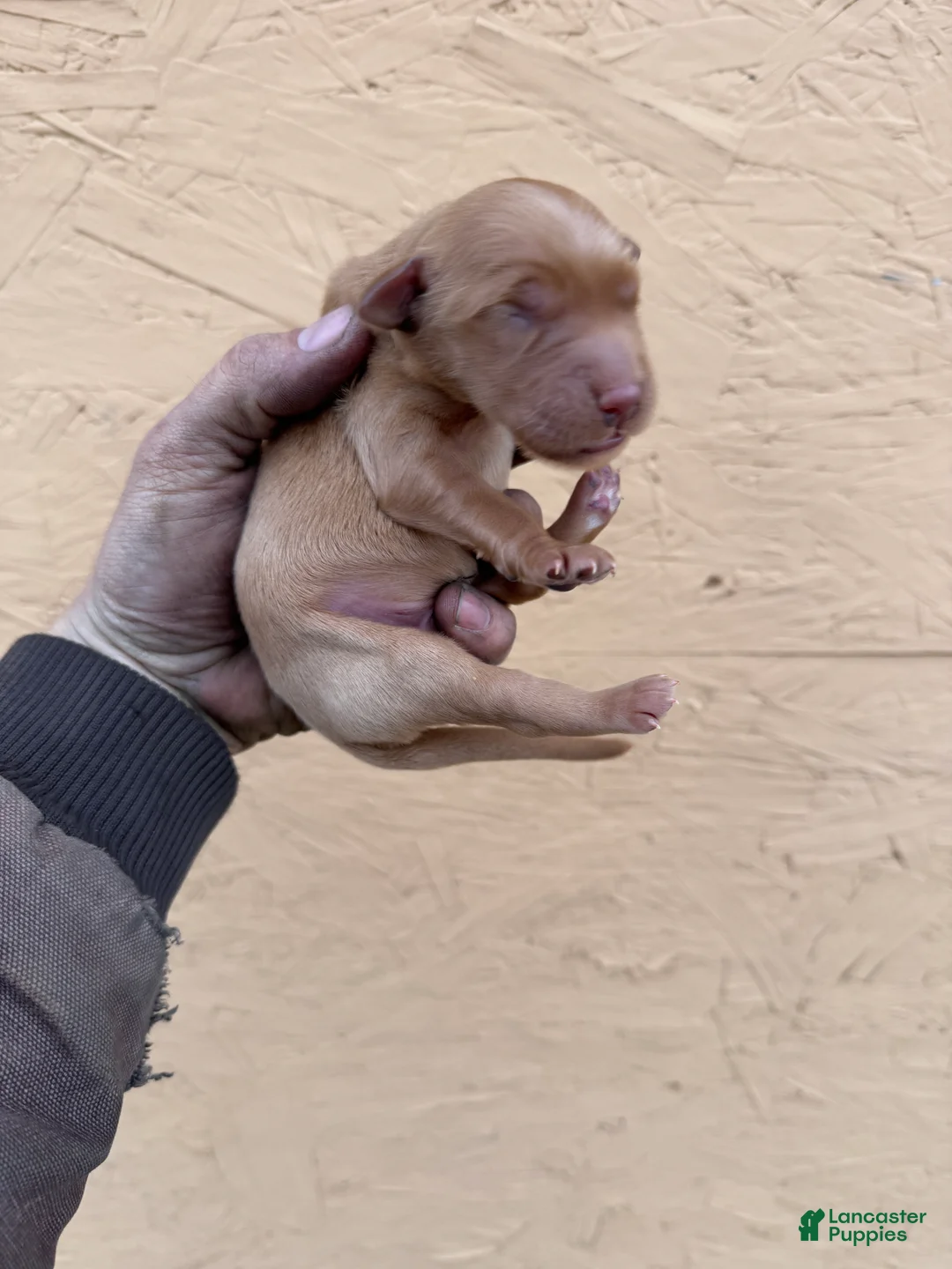 Golden Retriever dogs for sale: Cam - AKC, Genetically Clear - Ad 1