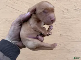 Golden Retriever dogs Cam - AKC, Genetically Clear - Ad 1