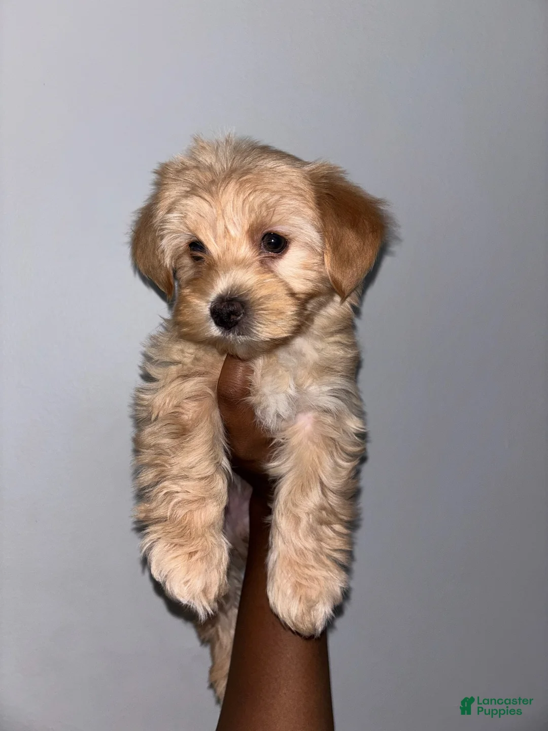 Yorkshire Terrier dogs for sale: Yorkshire Terrier Puppy 3 - Ad 1