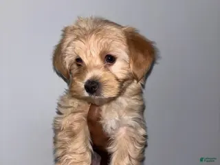 Yorkshire Terrier dogs for sale: Yorkshire Terrier Puppy 3 - Ad 3