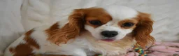 Cavapoo dogs for sale: Joey  - Ad 4