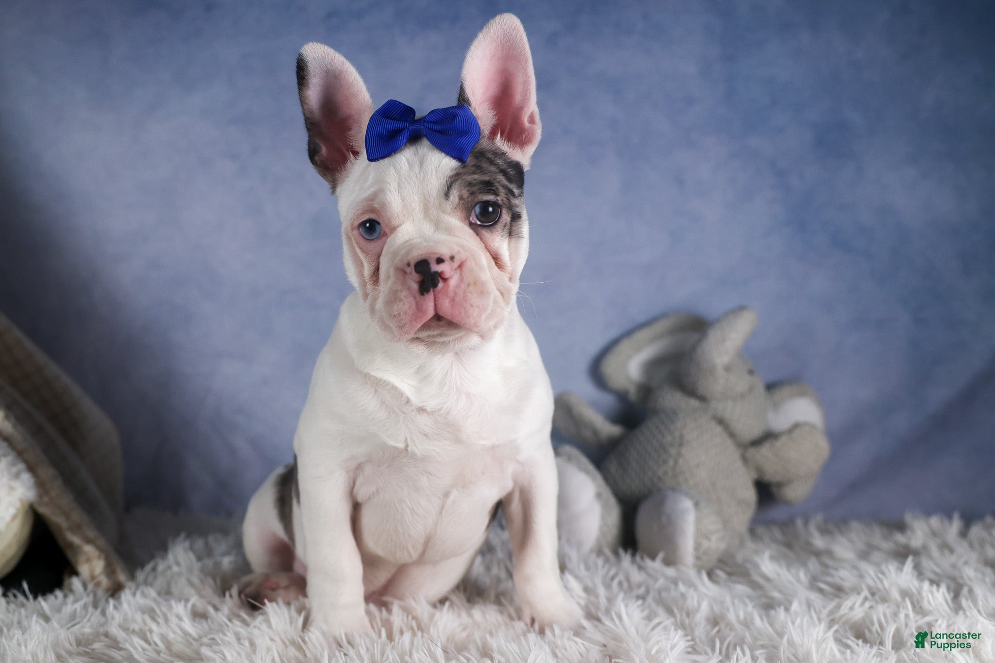 Frenchton dogs ISAAC - Ad 4