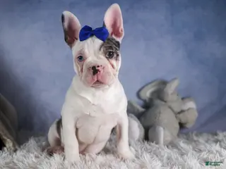 Frenchton dogs ISAAC - Ad 3