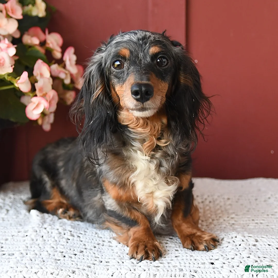Miniature Dachshund dogs for sale: Cupcake - Ad 4