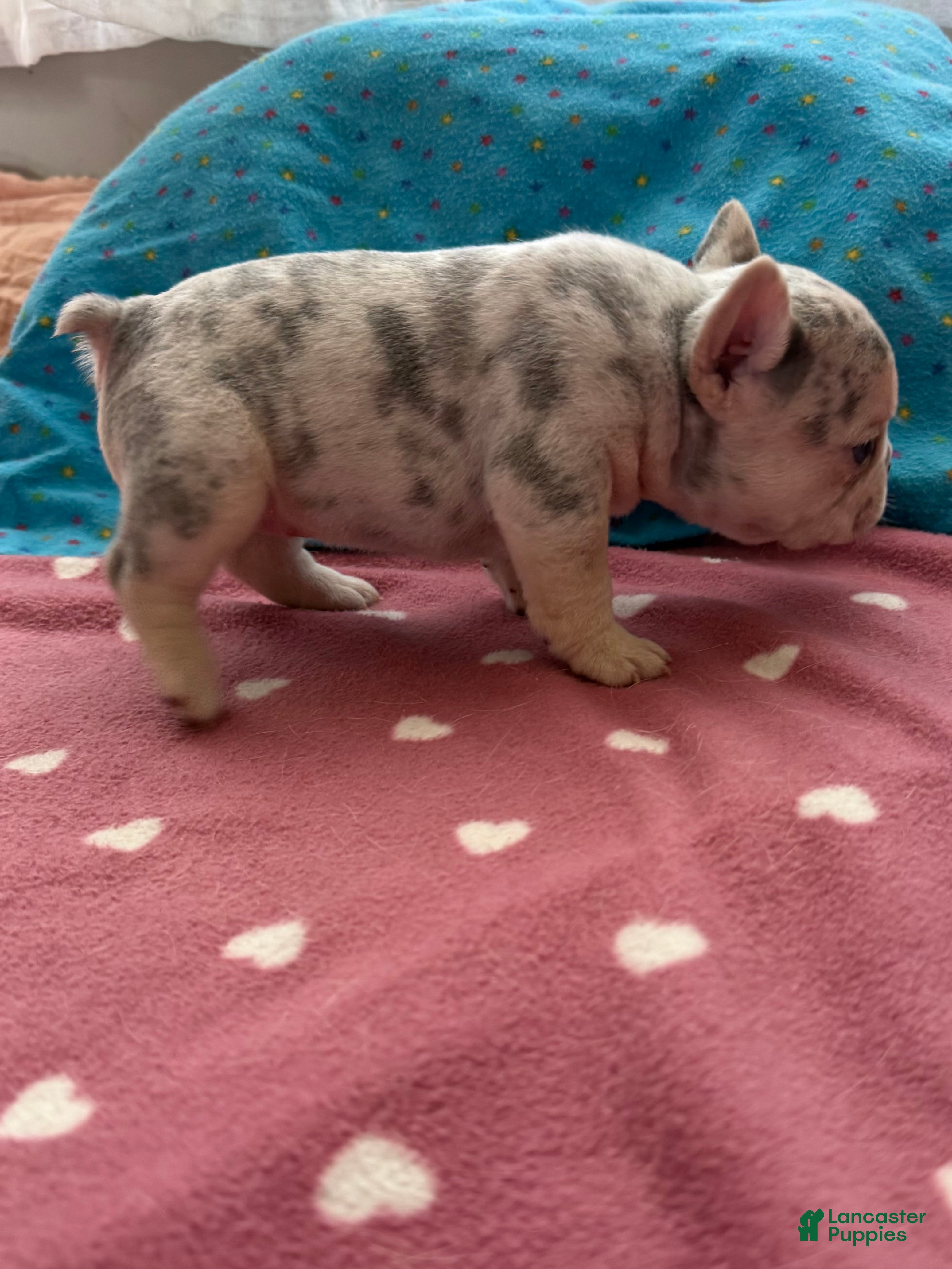 French Bulldog dogs French Bulldog 5 - Ad 27
