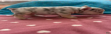 French Bulldog 5