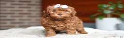 Cockapoo dogs for sale: Willow - Ad 9