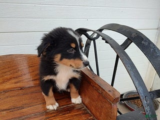 Australian Shepherd dogs - Ad 23