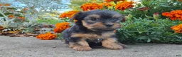 Yorkshire Terrier dogs for sale: Molly - Ad 20