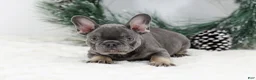 French Bulldog dogs for sale: Champ - Ad 2