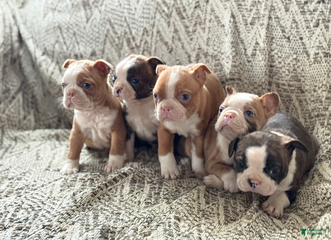 Boston Terrier dogs for sale: Billy - Ad 18