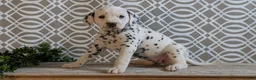 Dalmatian dogs for sale: Kylie - Ad 9