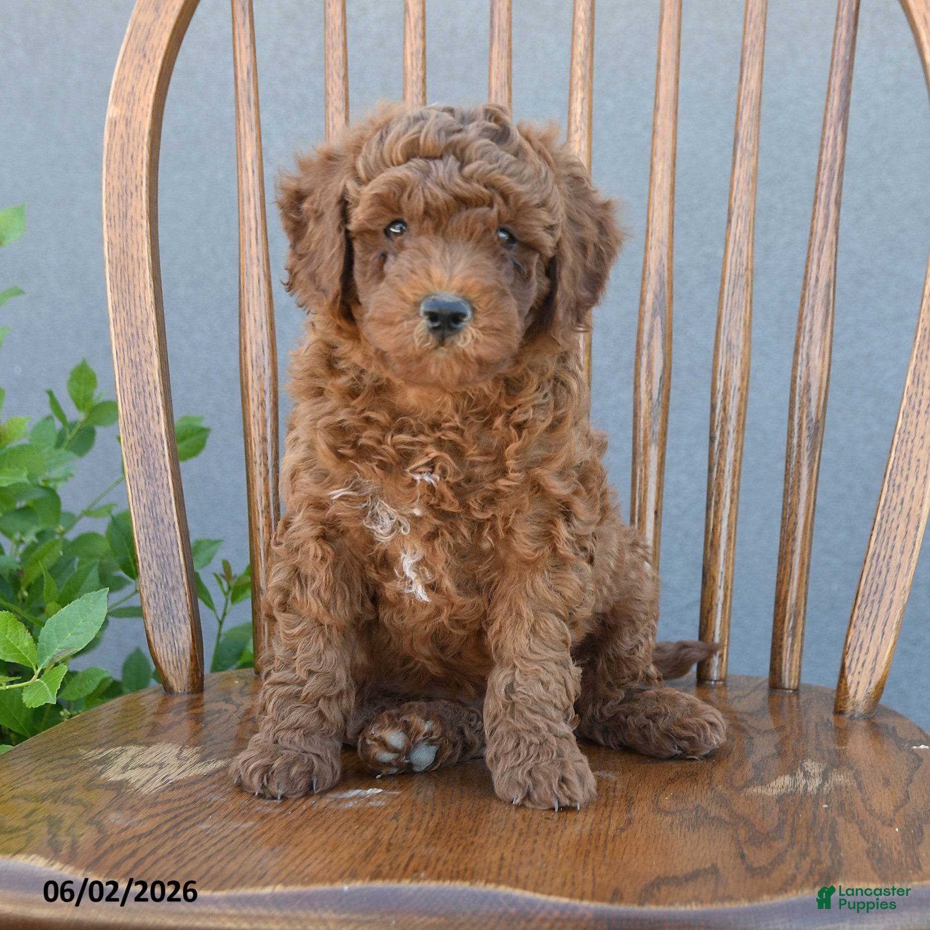 Miniature Poodle dogs for sale: Troy - Ad 4
