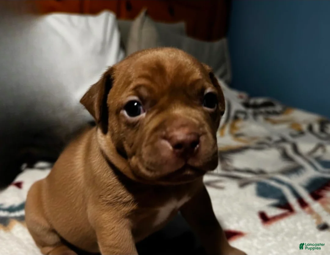 Frenchton dogs for sale: Frenchton Puppy 3 - Ad 1