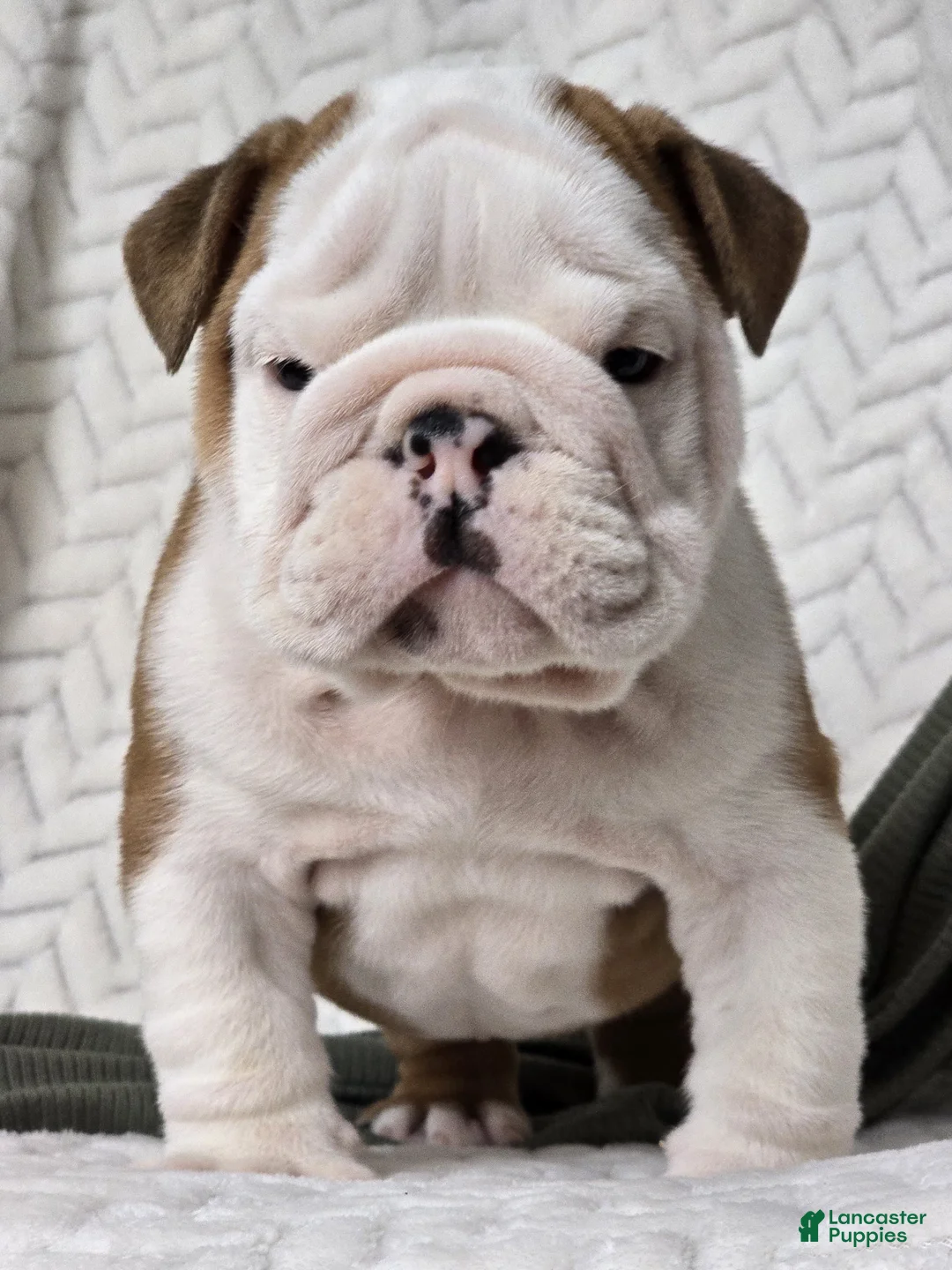 English Bulldog dogs for sale: Checkers - Ad 4
