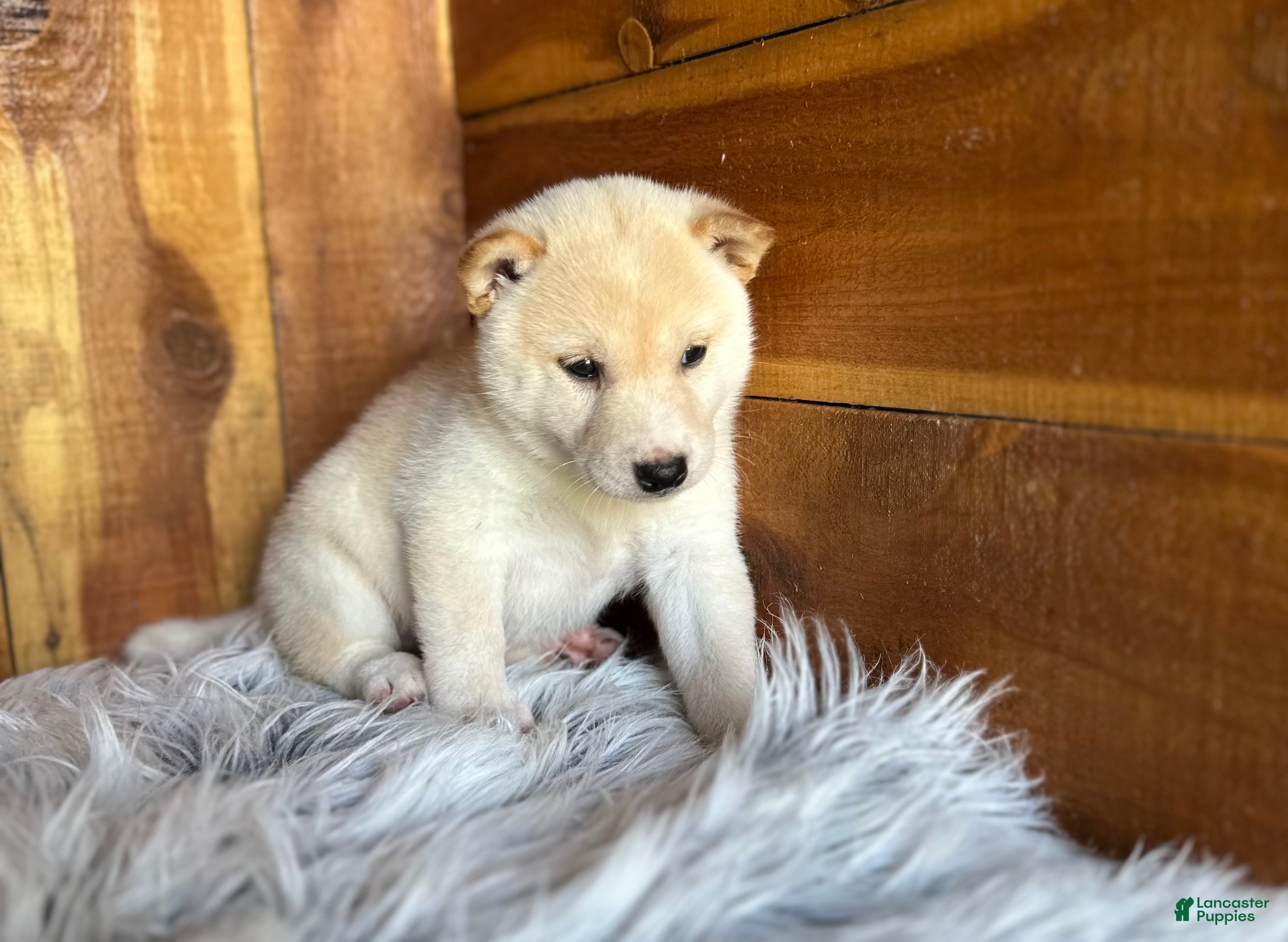 Shiba Inu dogs Shiba Inu Puppy 5 - Ad 2