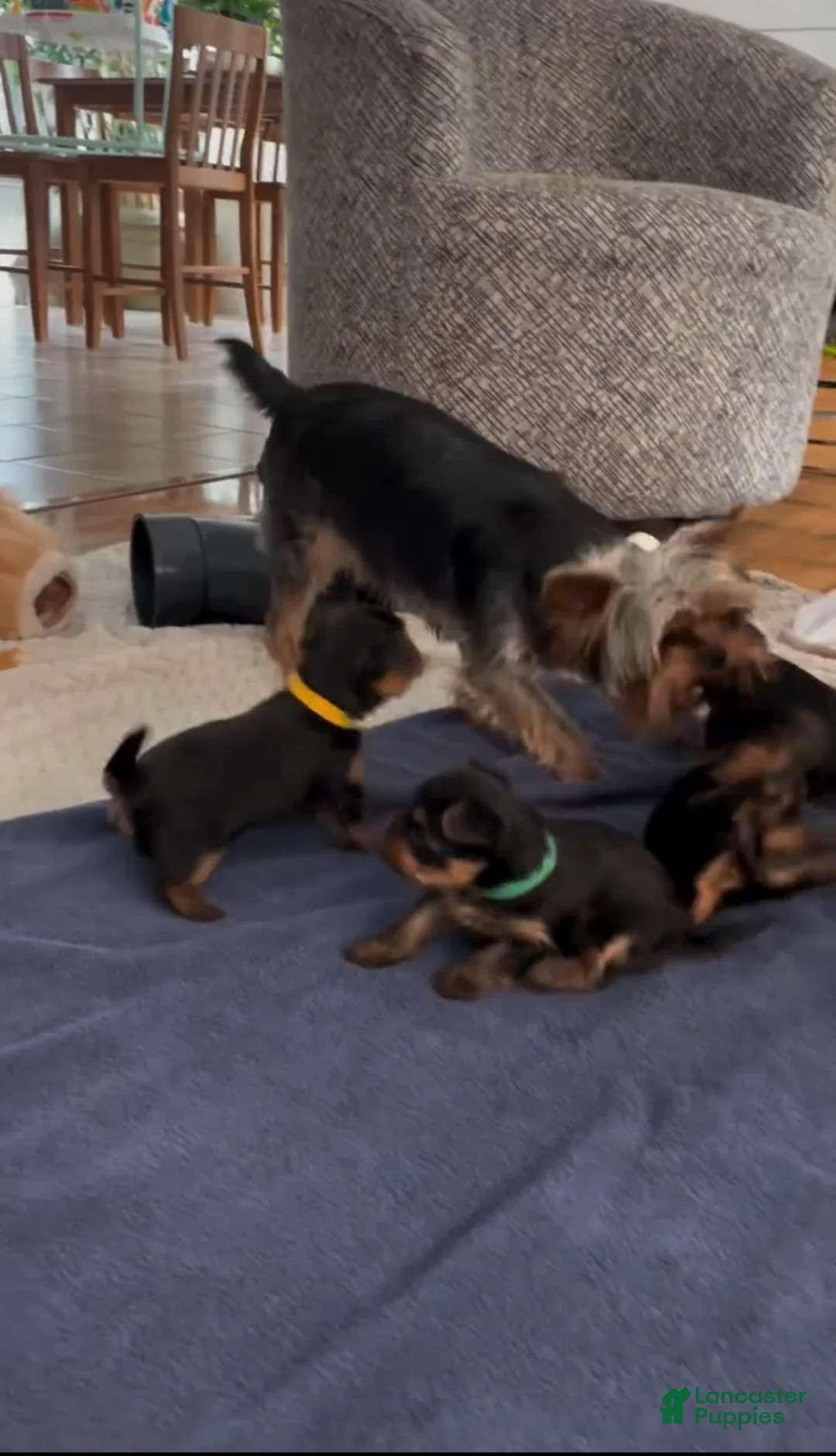 Yorkiepoo dogs for sale: Yorkiepoo Puppy 1 - Ad 2
