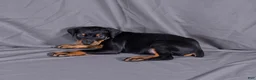 Doberman Pinscher dogs for sale: Baron "The Boss" - Ad 3
