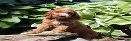 Irish Doodle dogs for sale: Rosie - Ad 3