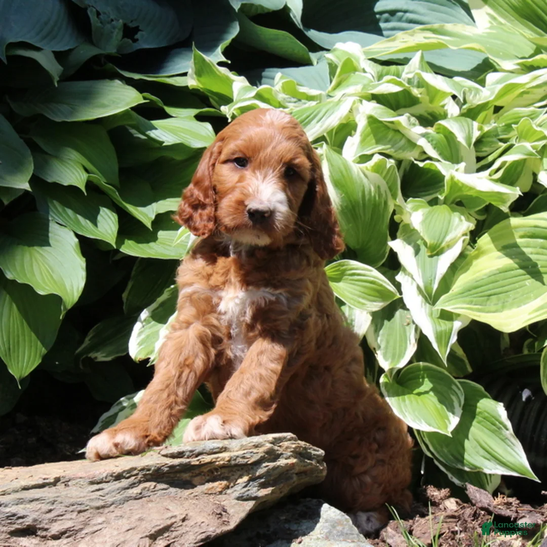 Irish Doodle dogs for sale: Rosie - Ad 3