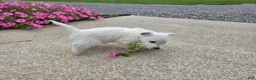 West Highland Terrier dogs for sale: Parker - Ad 4