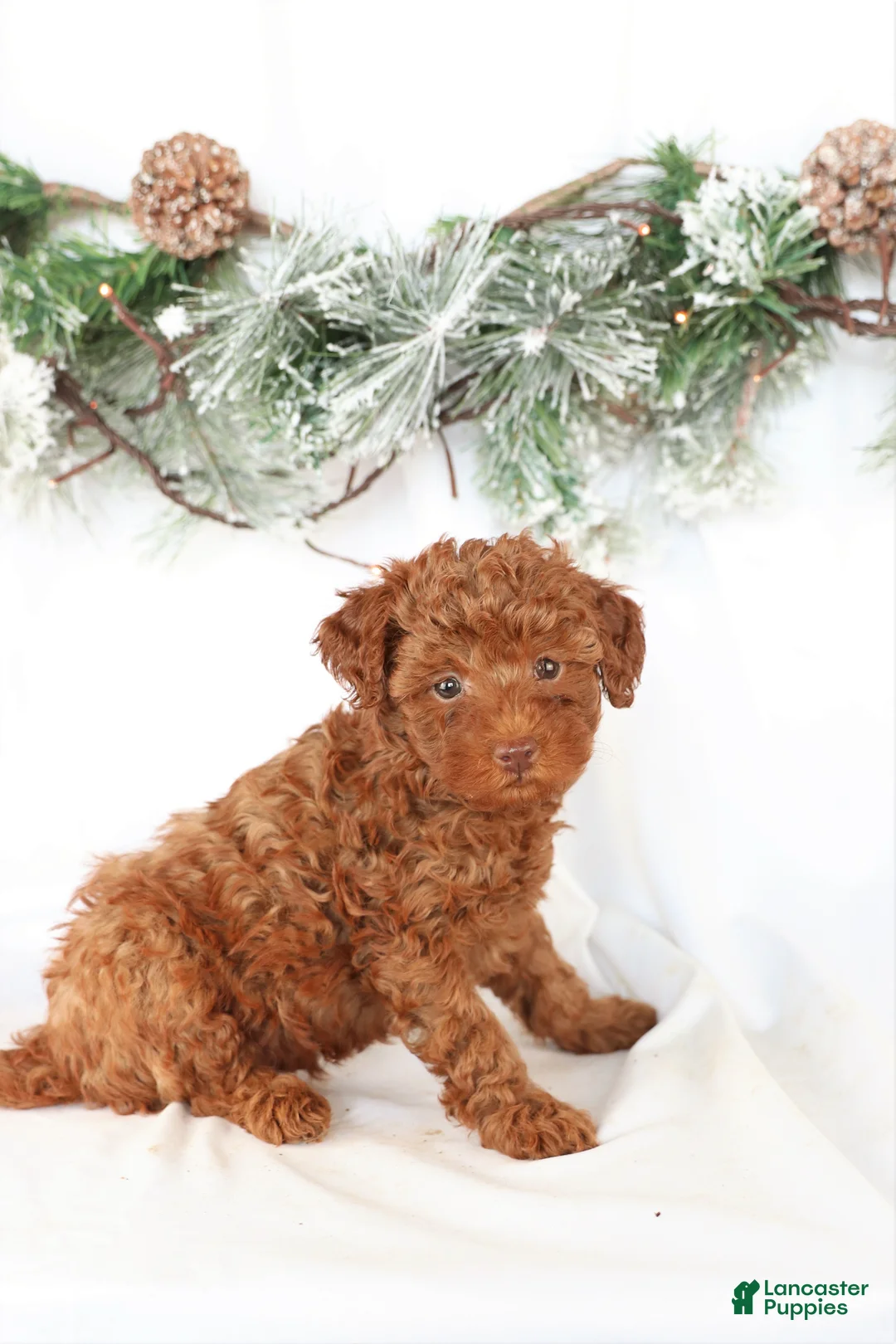Miniature Poodle dogs for sale: Cooper - Ad 1