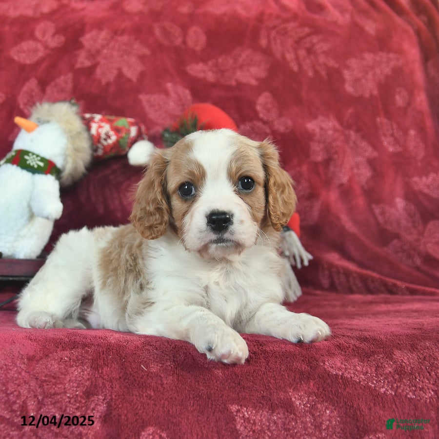 Cavapoo dogs Grayson  - Ad 34