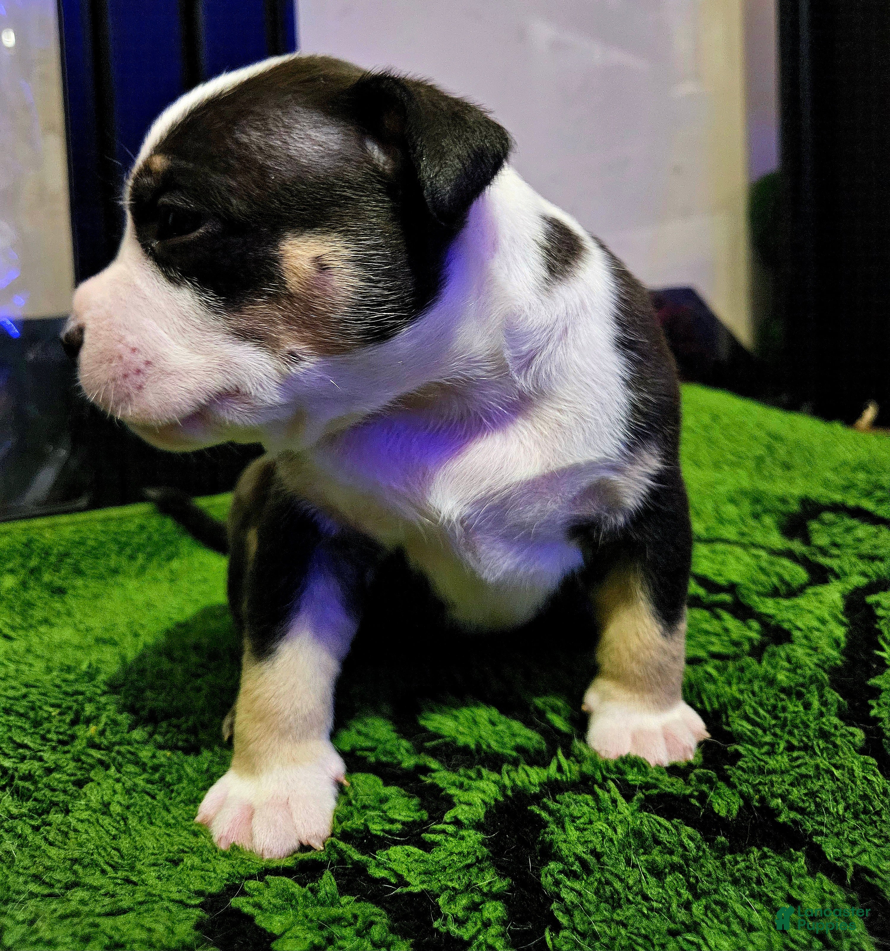 American Bully dogs American Bully - Wasabi  - Ad 1