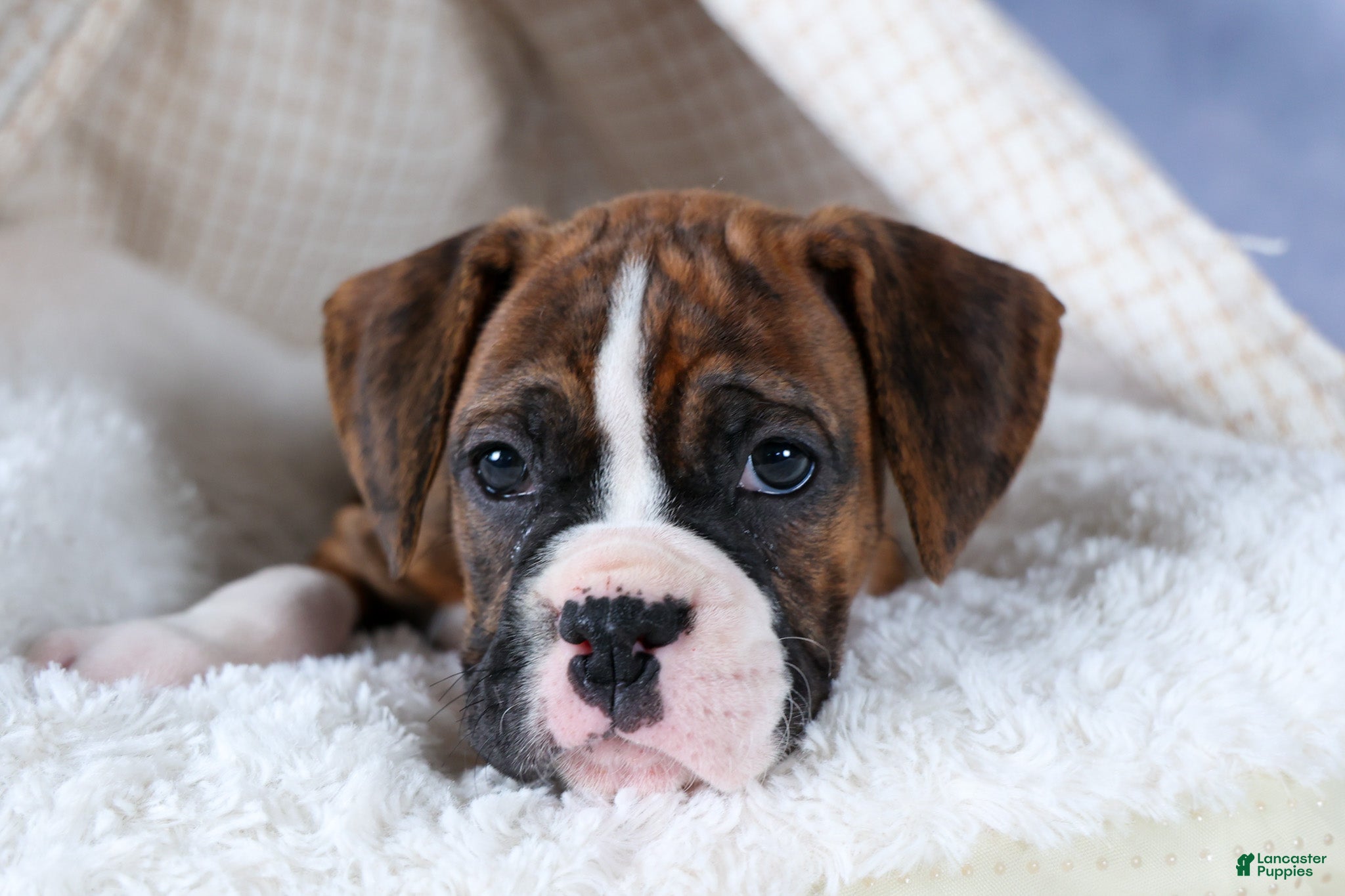 Boxer dogs Scarlett  - Ad 1
