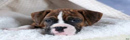 Boxer dogs for sale: Scarlett  - Ad 1