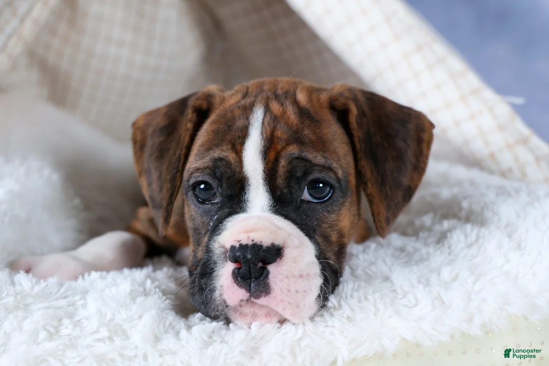 Boxer dogs for sale: Scarlett  - Ad 1