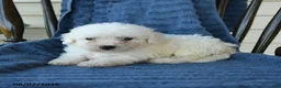 Bichon Frise dogs for sale: Ricky  - Ad 5